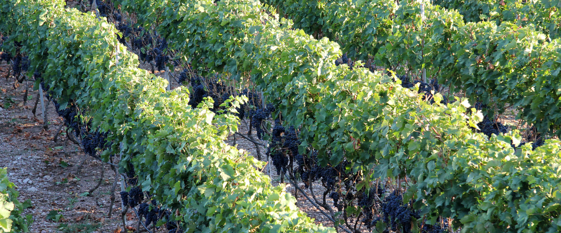 Vinarija Spahija