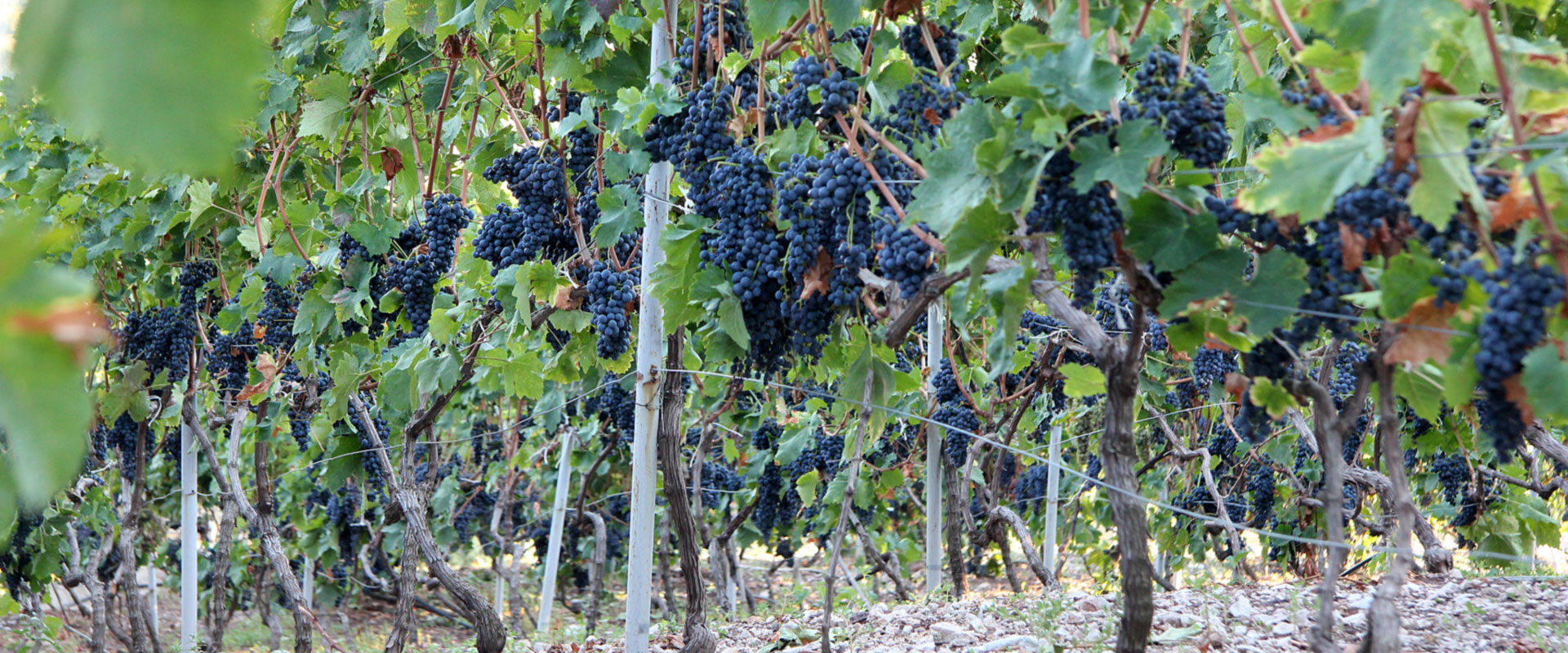Vinarija Spahija
